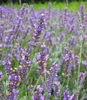 Lavandula intermedia 'Dutch'